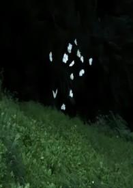 春光什么